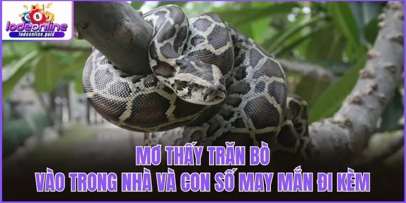 Mơ thấy trăn bò vào trong nhà và con số may mắn đi kèm